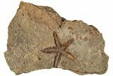 Ordovician Starfish (Petraster?) Fossil - Morocco #200179-1